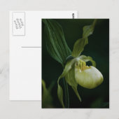 Geel Briefkaart (Voorkant / Achterkant)