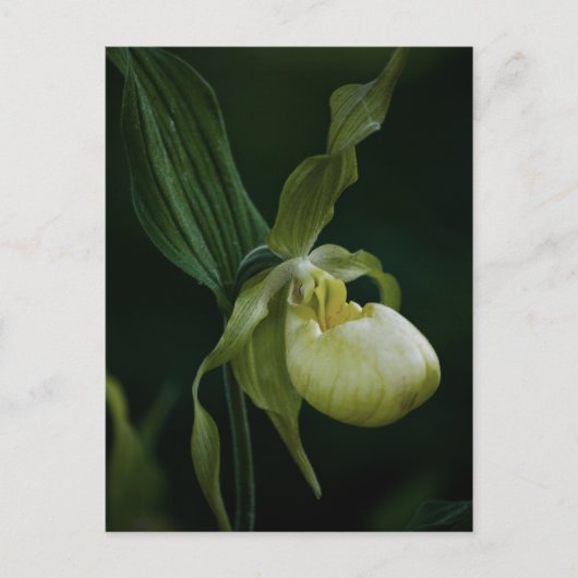 Geel Briefkaart (Voorkant)