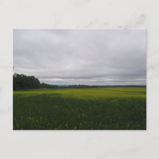 geel briefkaart (Voorkant)