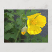 Geel Briefkaart (Voorkant)