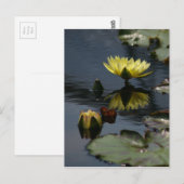 Geel Briefkaart Lotus Waterlilies (Voorkant / Achterkant)