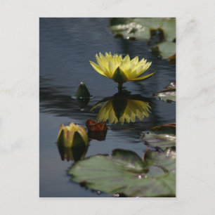 Geel Briefkaart Lotus Waterlilies
