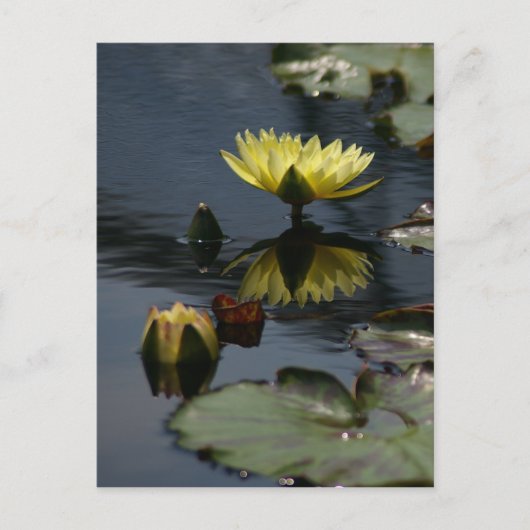 Geel Briefkaart Lotus Waterlilies (Voorkant)