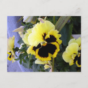 Geel Briefkaart met blaasbloem
