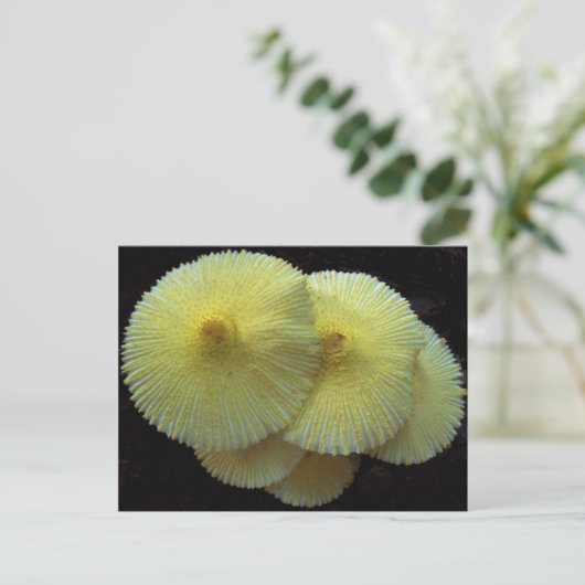 Geel briefkaart van paddenstoelen (Staand voorkant)