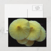 Geel briefkaart van paddenstoelen (Voorkant / Achterkant)