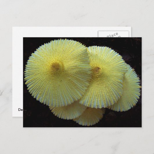 Geel briefkaart van paddenstoelen (Voorkant / Achterkant)