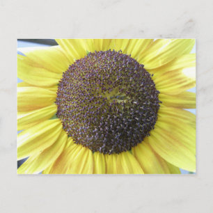Geel Briefkaart zonnebloem
