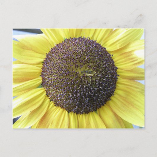 Geel Briefkaart zonnebloem (Voorkant)