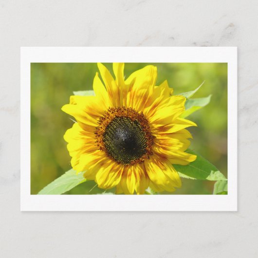Geel Briefkaart zonnebloem (Voorkant)