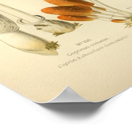  Geel-bruine paddenstoelen Kunst print Frans (Hoek)