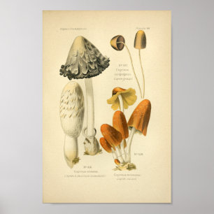  Geel-bruine paddenstoelen Kunst print Frans