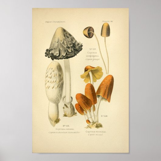  Geel-bruine paddenstoelen Kunst print Frans (Voorkant)