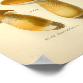  Geel-bruine paddenstoelen Kunst print Frans (Hoek)