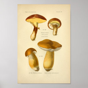  Geel-bruine paddenstoelen Kunst print Frans