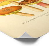  Geel-bruine paddenstoelen Kunst print Frans (Hoek)