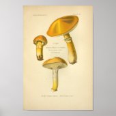  Geel-bruine paddenstoelen Kunst print Frans (Voorkant)