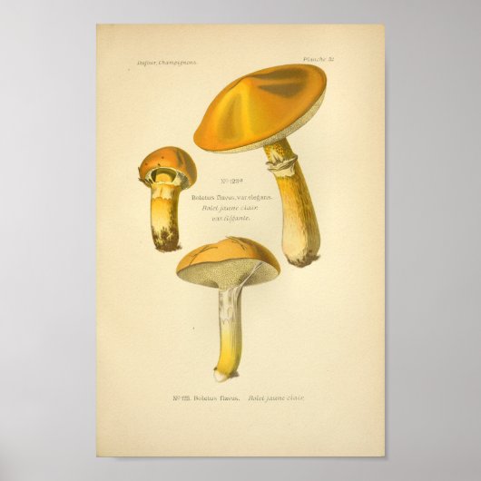 Geel-bruine paddenstoelen Kunst print Frans (Voorkant)