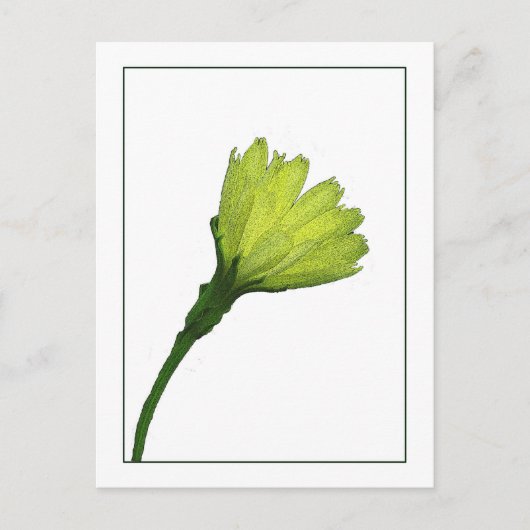 Geel Buttercup Botanisch Fotosketch Briefkaart (Voorkant)