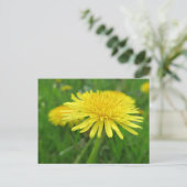 geel, buttercup, plant, andelion, weide, briefkaart (Staand voorkant)
