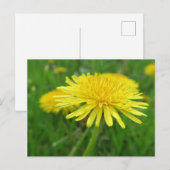 geel, buttercup, plant, andelion, weide, briefkaart (Voorkant / Achterkant)