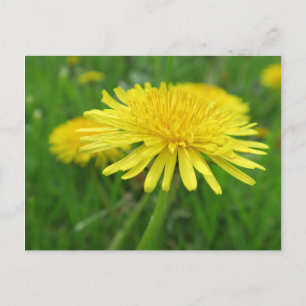 geel, buttercup, plant, andelion, weide, briefkaart