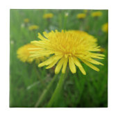 geel, buttercup, plant, andelion, weide, tegeltje (Voorkant)
