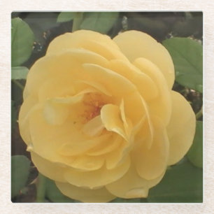 Geel camellia glas onderzetter