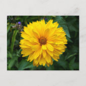 Geel chrysanthemum briefkaart (Voorkant)
