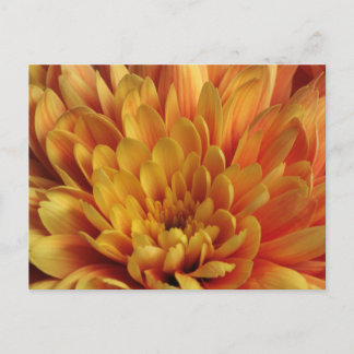 Geel chrysanthemum briefkaart