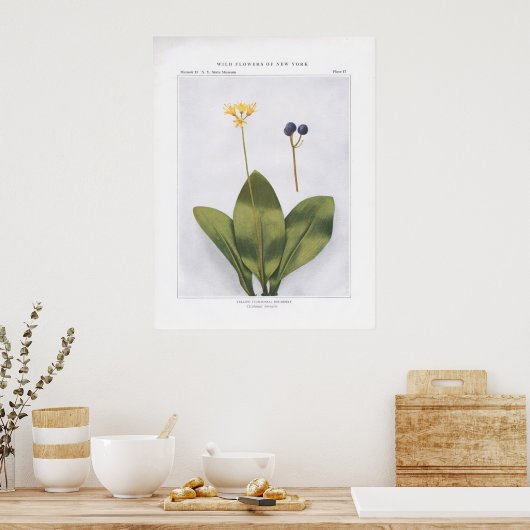 Geel Clintonia; Dogberry - Clintonia borealis Poster (Keuken)