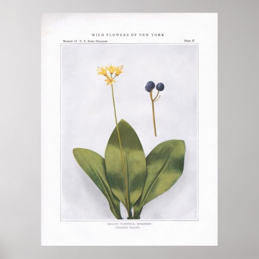 Geel Clintonia; Dogberry - Clintonia borealis Poster (Voorkant)