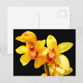 Geel Cymbidium Orchid Briefkaart (Voorkant / Achterkant)