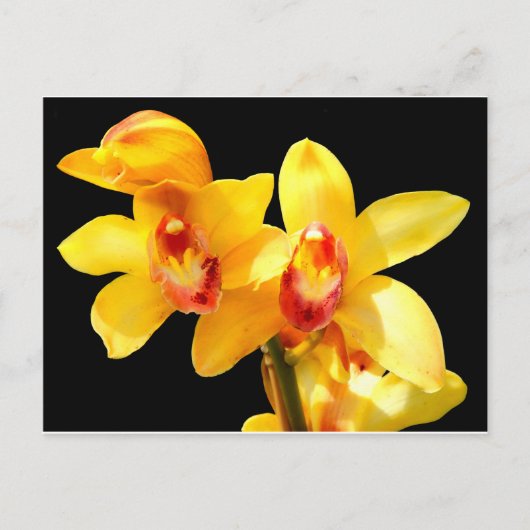 Geel Cymbidium Orchid Briefkaart (Voorkant)
