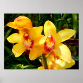 Geel Cymbidium Orchid Poster (Voorkant)