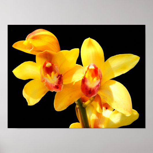 Geel Cymbidium Orchidee Poster (Voorkant)