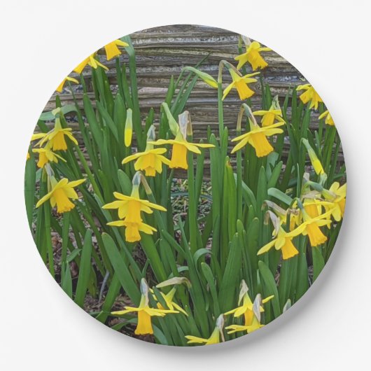 Geel Daffodil Blooms Floral Papieren Bordje (Voorkant)