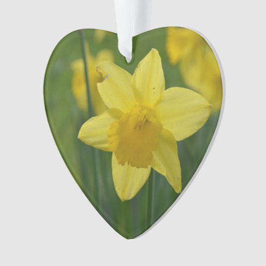  Geel Daffodil Ornament (voorkant)