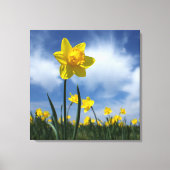 Geel Daffodil Veld op Blue Sky 24x24 Canvas Afdruk (Voorkant)