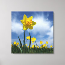 Geel Daffodil Veld op Blue Sky 24x24