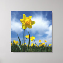 Geel Daffodil Veld op Blue Sky 24x24 Canvas Afdruk