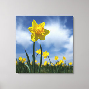 Geel Daffodil Veld op Blue Sky 24x24 Canvas Afdruk