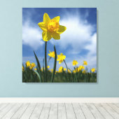 Geel Daffodil Veld op Blue Sky 24x24 Canvas Afdruk (Insitu (Houten vloer))