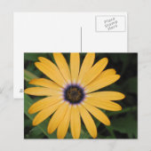 Geel Daisy Briefkaart (Voorkant / Achterkant)