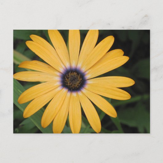 Geel Daisy Briefkaart (Voorkant)