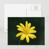 Geel Daisy briefkaart (Voorkant / Achterkant)