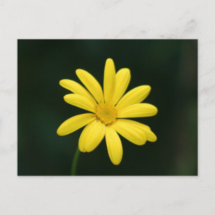 Geel Daisy briefkaart