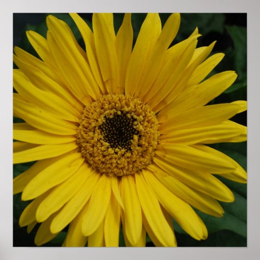 Geel Daisy Poster (Voorkant)