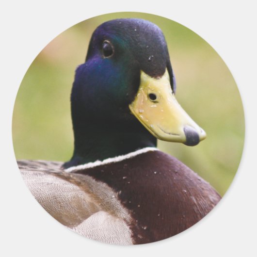 Geel en blauw Euck Sticker (Voorkant)