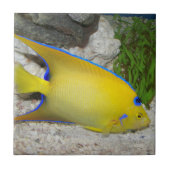 Geel en Blauw Koningin Angelfish Tegeltje (Voorkant)
